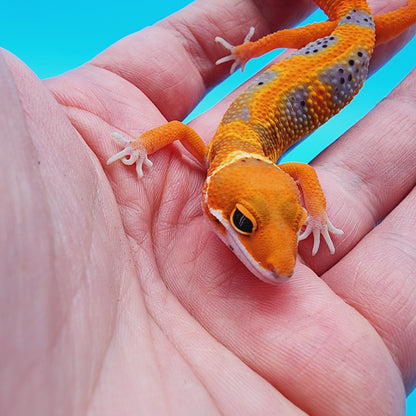 Unsexed Mandarin Bold Jungle Red Stripe