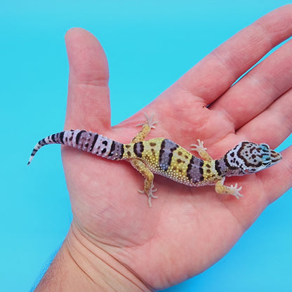 Female Fasciolatus Turcmenicus Hyper Xanthic Bold