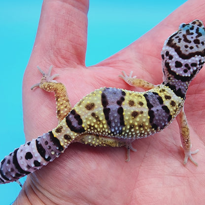 Female Fasciolatus Turcmenicus Hyper Xanthic Bold