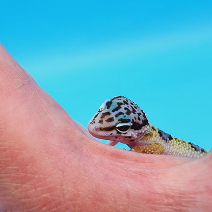 Female Fasciolatus Turcmenicus Hyper Xanthic Bold