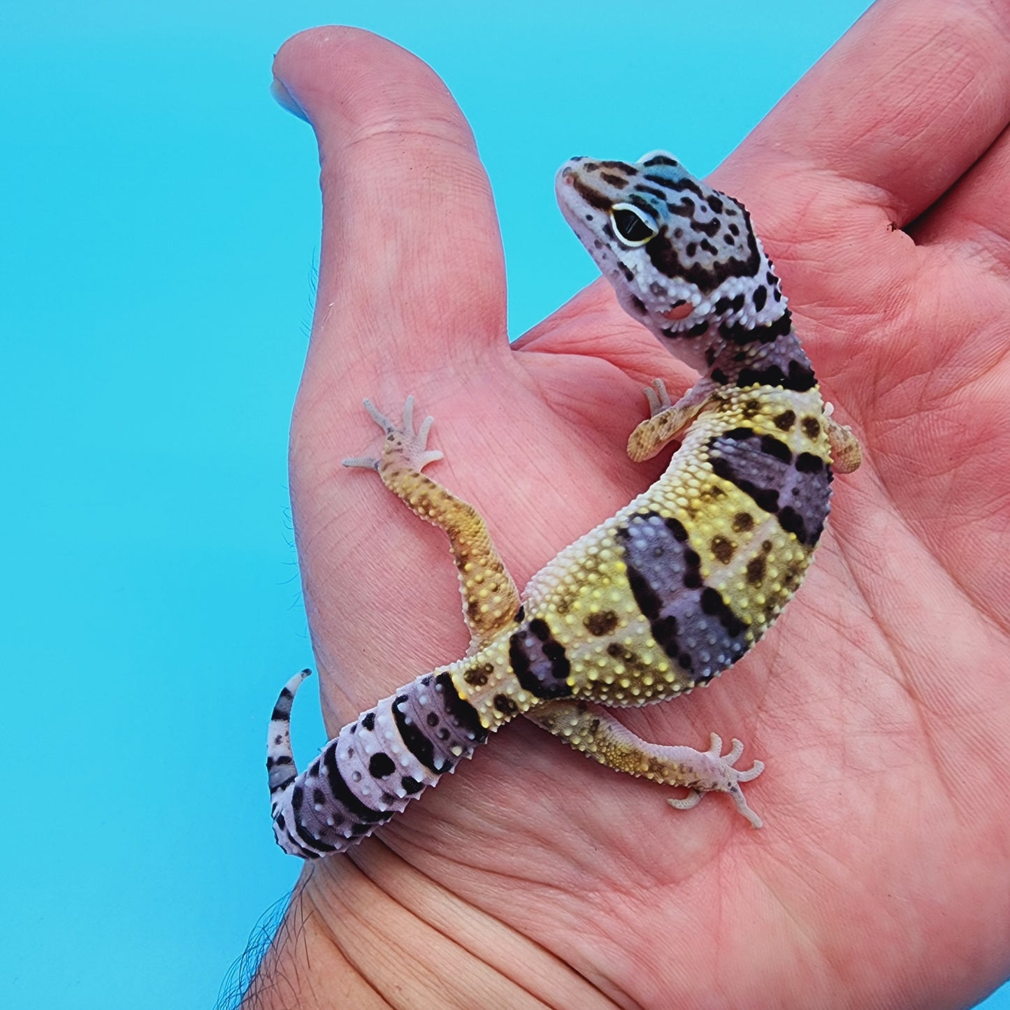 Female Fasciolatus Turcmenicus Hyper Xanthic Bold