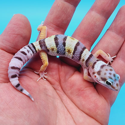 Female Fasciolatus Turcmenicus Hyper Xanthic Bold White & Yellow
