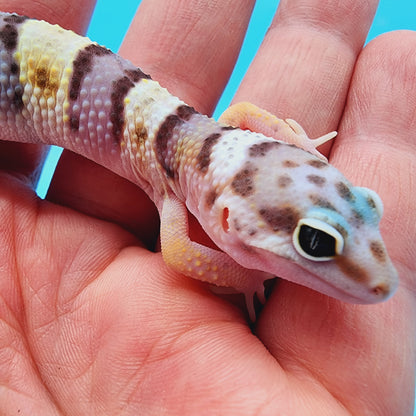 Female Fasciolatus Turcmenicus Hyper Xanthic Bold White & Yellow