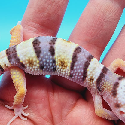 Female Fasciolatus Turcmenicus Hyper Xanthic Bold White & Yellow