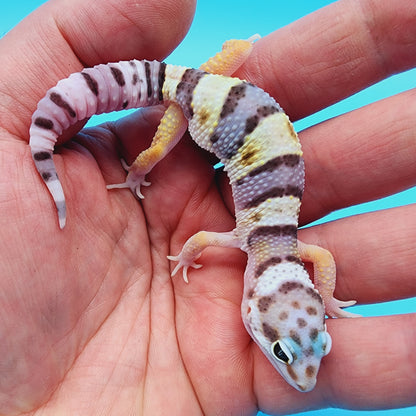 Female Fasciolatus Turcmenicus Hyper Xanthic Bold White & Yellow