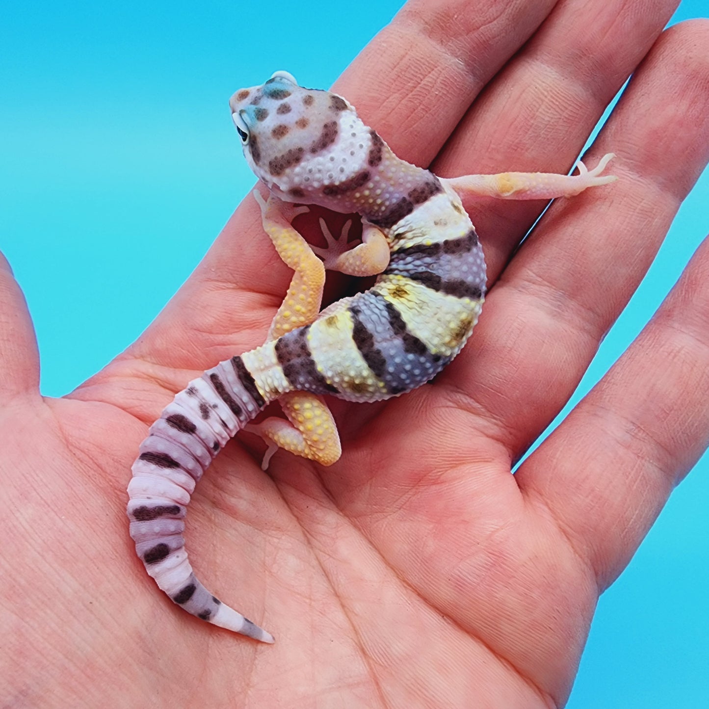 Female Fasciolatus Turcmenicus Hyper Xanthic Bold White & Yellow