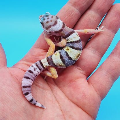 Female Fasciolatus Turcmenicus Hyper Xanthic Bold White & Yellow