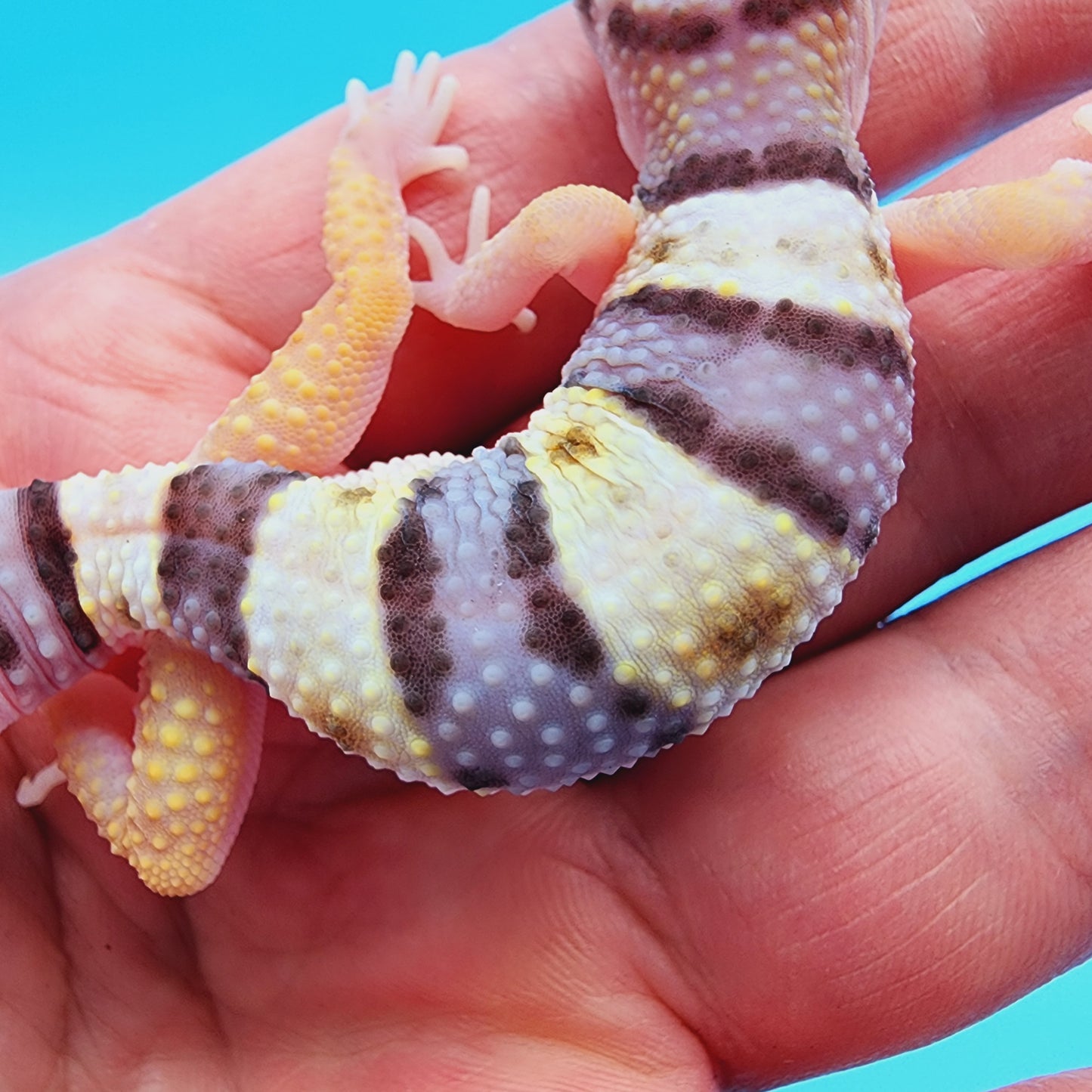 Female Fasciolatus Turcmenicus Hyper Xanthic Bold White & Yellow