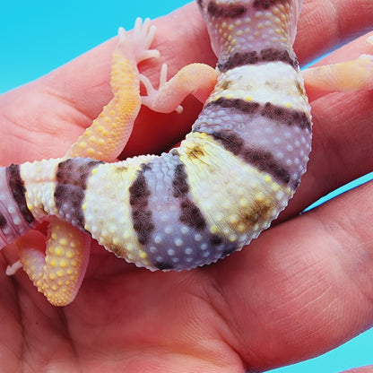 Female Fasciolatus Turcmenicus Hyper Xanthic Bold White & Yellow