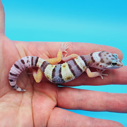 Female Fasciolatus Turcmenicus Hyper Xanthic Bold White & Yellow
