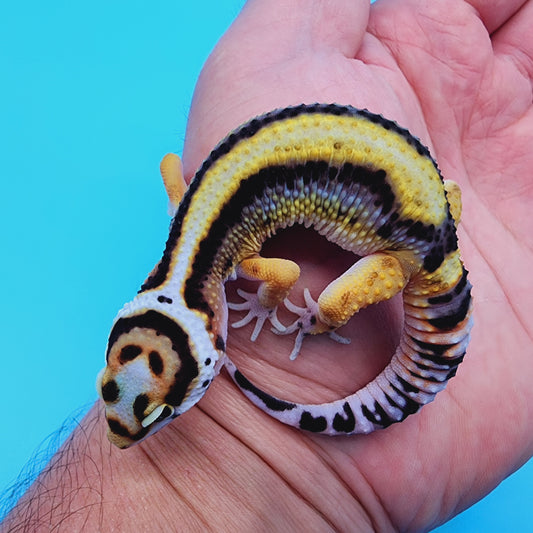 Unsexed TBS Fasciolatus Hyper Xanthic Possible White & Yellow Halloween Mask Bandit
