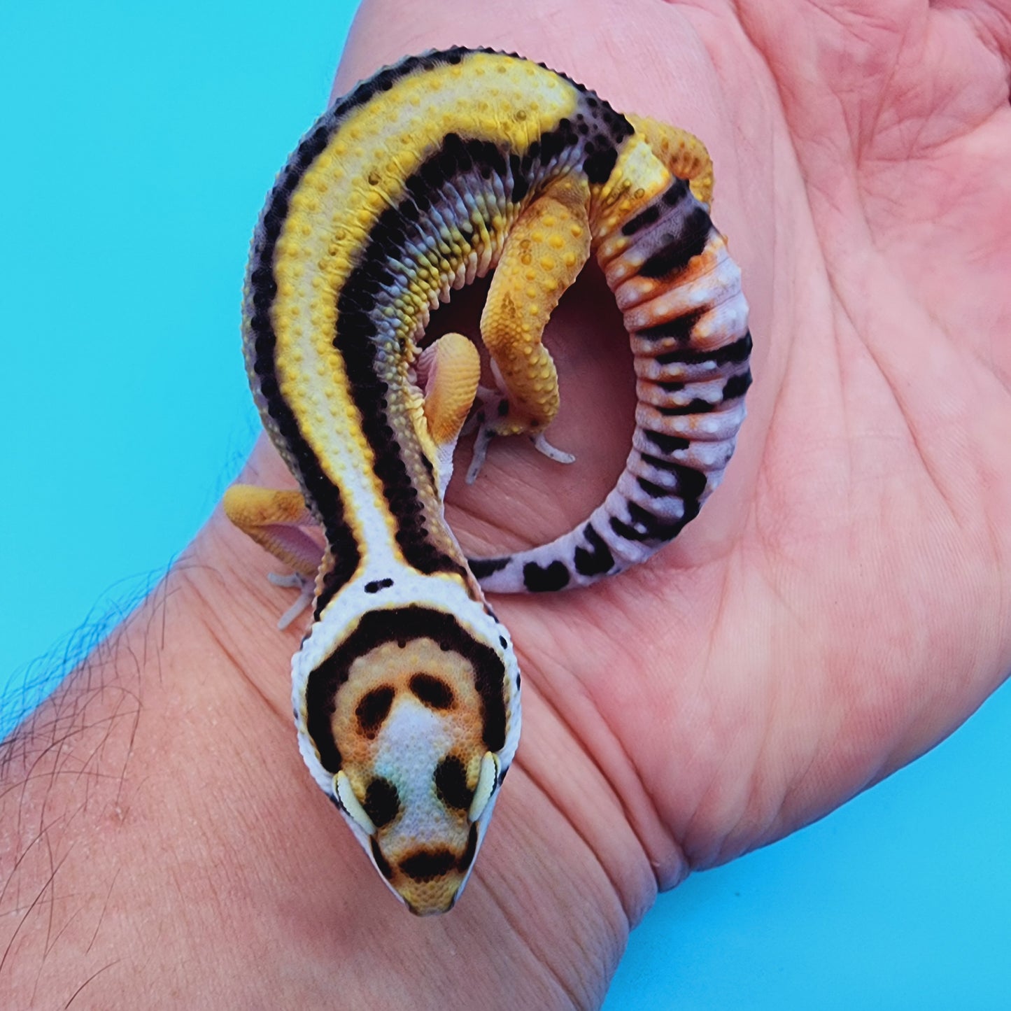 Unsexed TBS Fasciolatus Hyper Xanthic Possible White & Yellow Halloween Mask Bandit