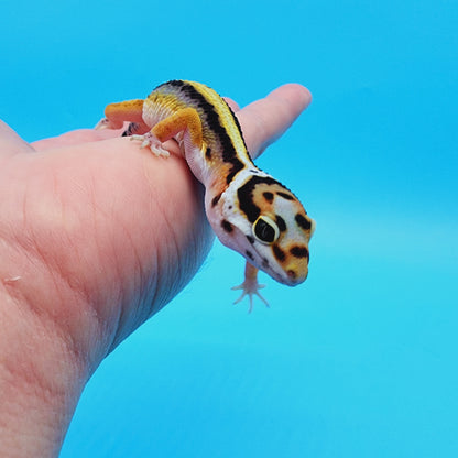 Unsexed TBS Fasciolatus Hyper Xanthic Possible White & Yellow Halloween Mask Bandit