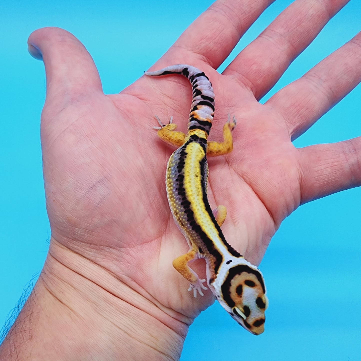 Unsexed TBS Fasciolatus Hyper Xanthic Possible White & Yellow Halloween Mask Bandit