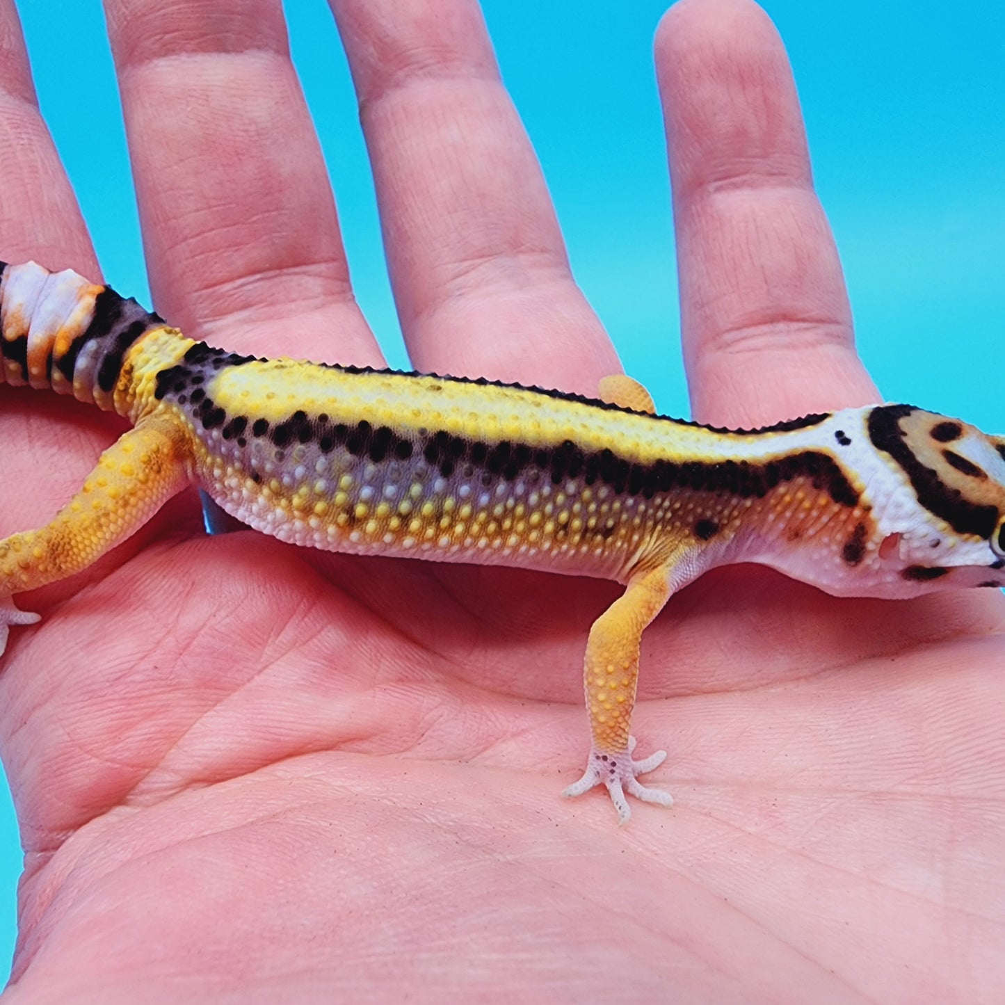 Unsexed TBS Fasciolatus Hyper Xanthic Possible White & Yellow Halloween Mask Bandit