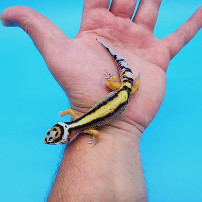 Unsexed TBS Fasciolatus Hyper Xanthic Possible White & Yellow Halloween Mask Bandit