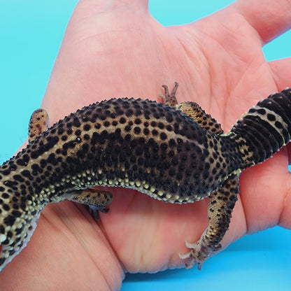 Female Black Night (A-Tier) - ask for updated photos