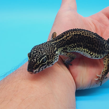 Female Black Night (A-Tier) - ask for updated photos