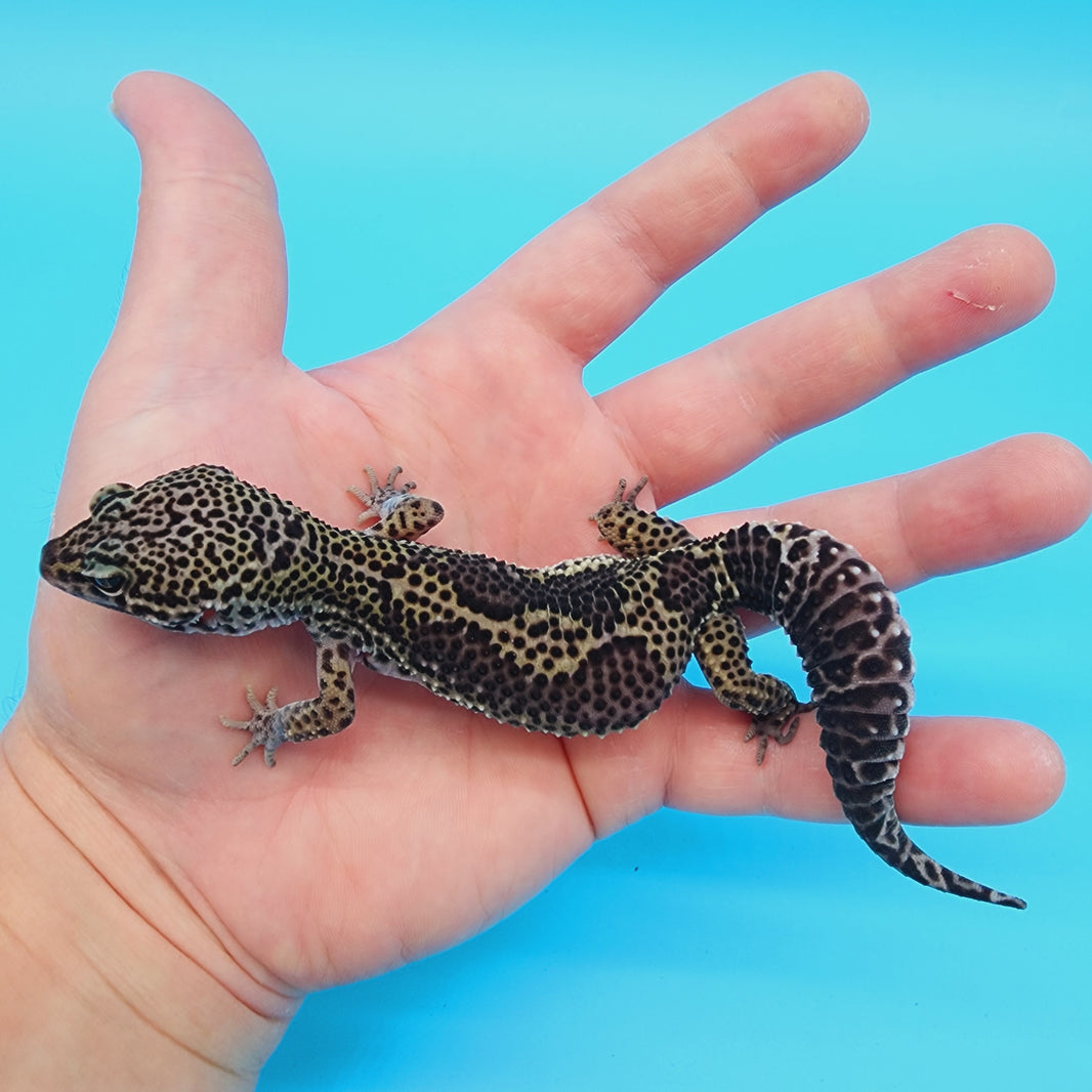 Black Night Leopard Geckos for Sale – Geeky Gecko Creations