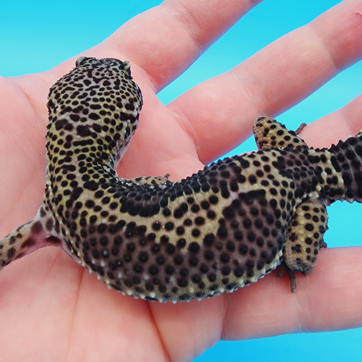 Female Black Night (B-Tier) - Pos Het Blizzard