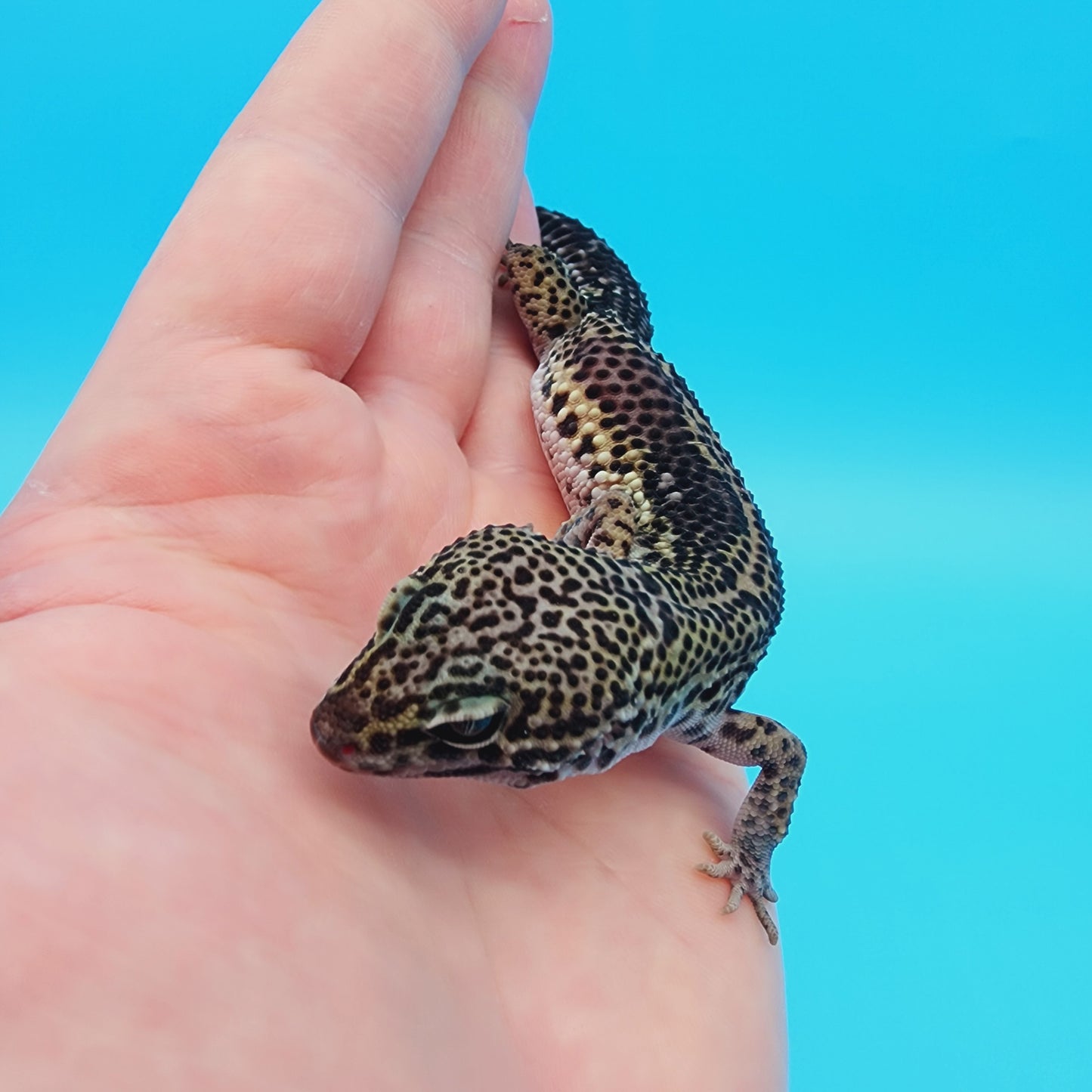 Female Black Night (B-Tier) - Pos Het Blizzard