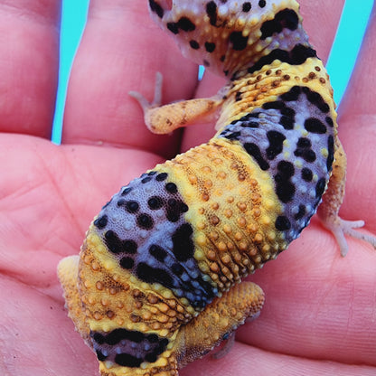 Fasciolatus Turcmenicus Hyper Xanthic Bold