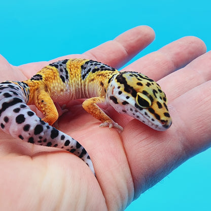 Fasciolatus Turcmenicus Hyper Xanthic Bold
