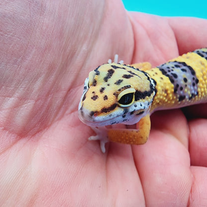 Mandarin Inferno Hyper Xanthic Bold Fasciolatus 100% Het Tremper (KOI Project)