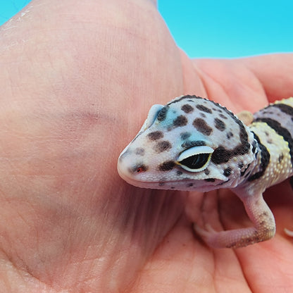 Fasciolatus Macularius