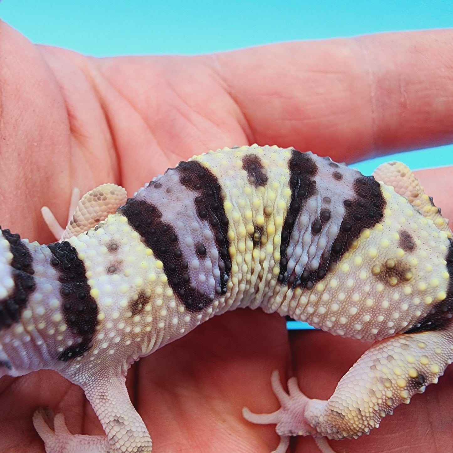 Fasciolatus Macularius