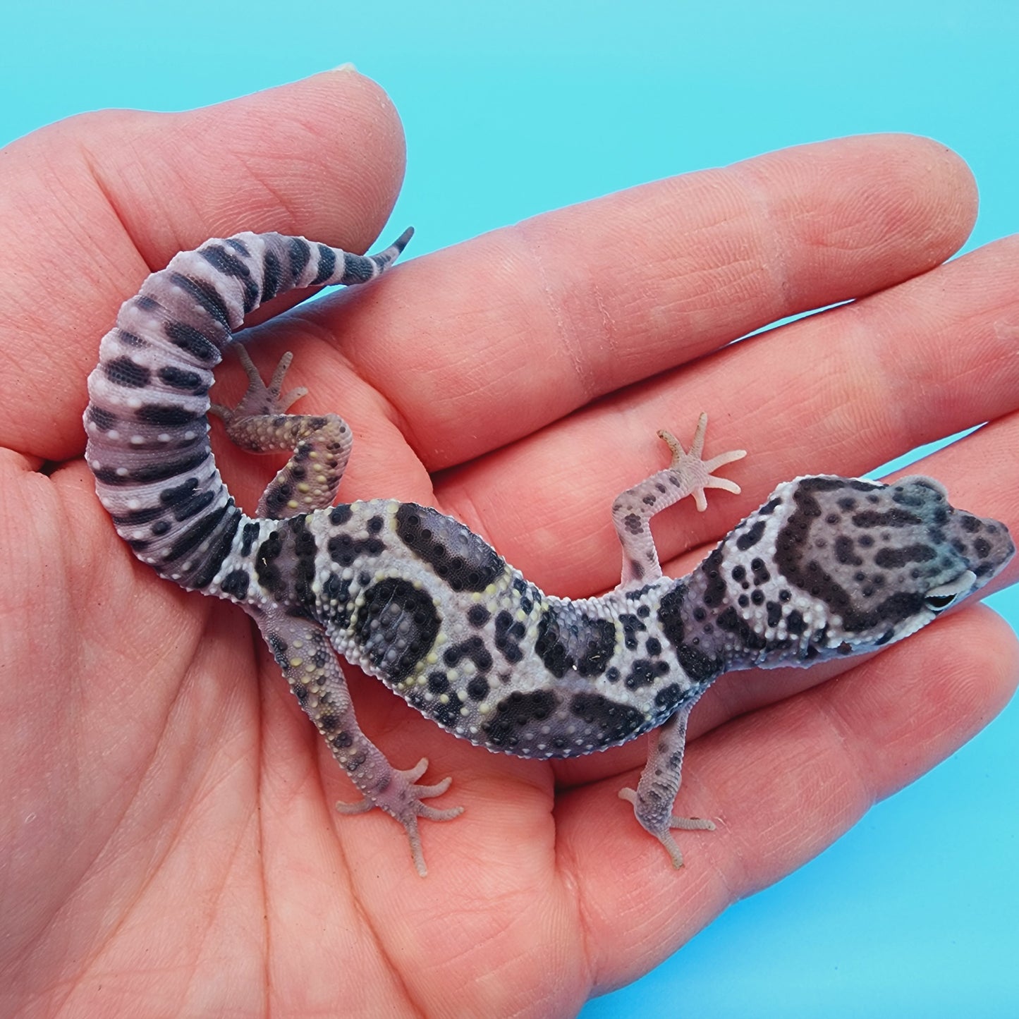 Female Fasciolatus Turcmenicus Mack Snow 100% Het Eclipse
