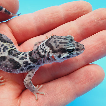 Female Fasciolatus Turcmenicus Mack Snow 100% Het Eclipse