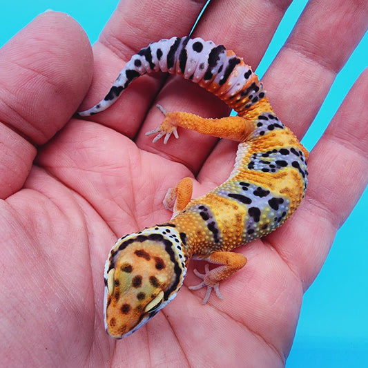 Inferno Emerine Hyper Xanthic Bold