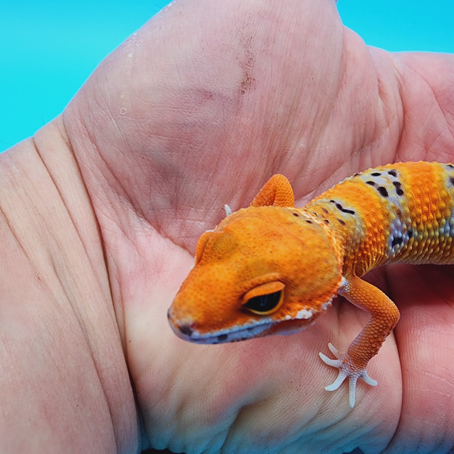 FIRE Mandarin Inferno 100% Het Tremper Albino *MUCHHH nicer in person!*