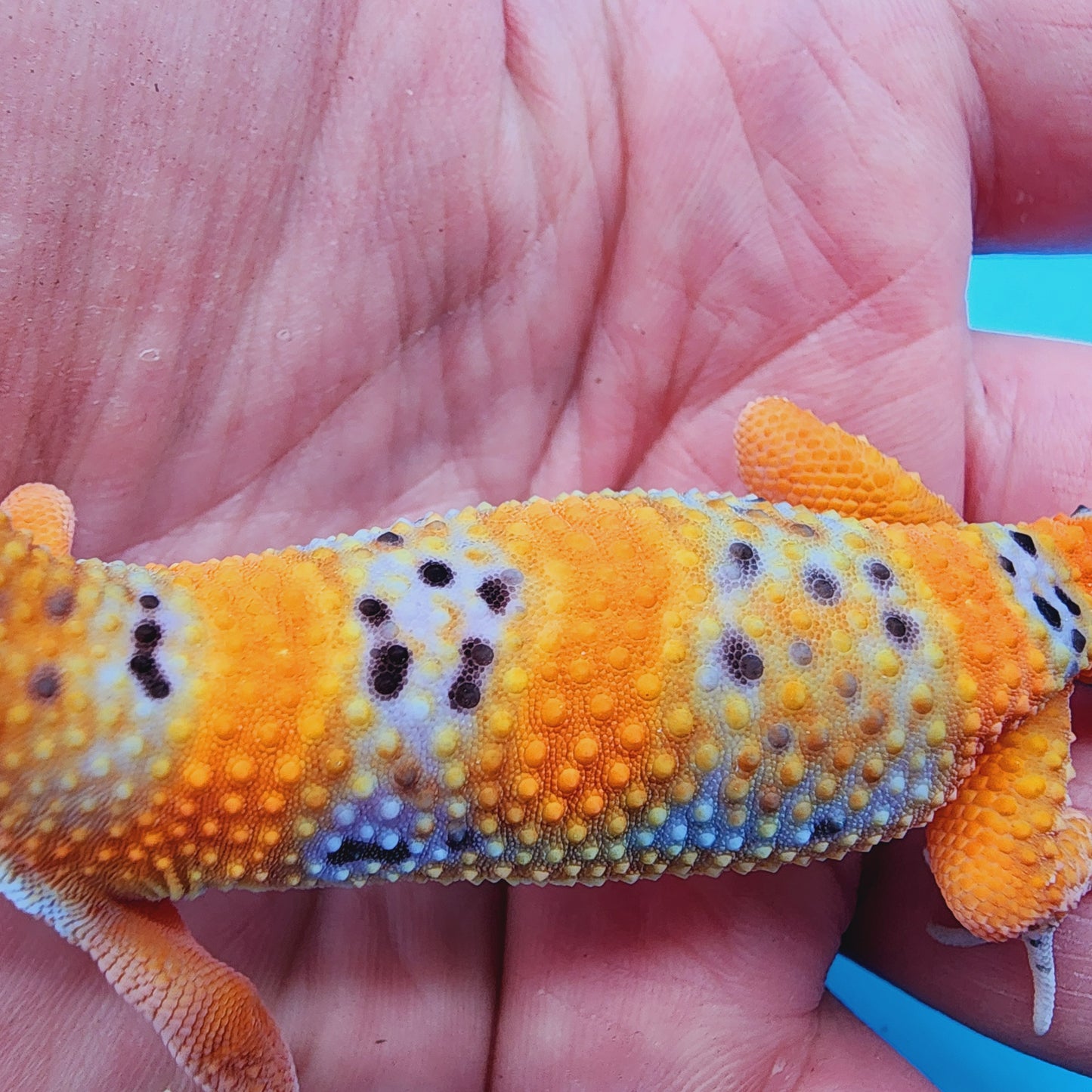 FIRE Mandarin Inferno 100% Het Tremper Albino *MUCHHH nicer in person!*