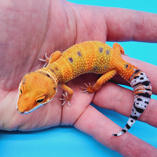 Mandarin Inferno Hyper Xanthic Bold Emerine