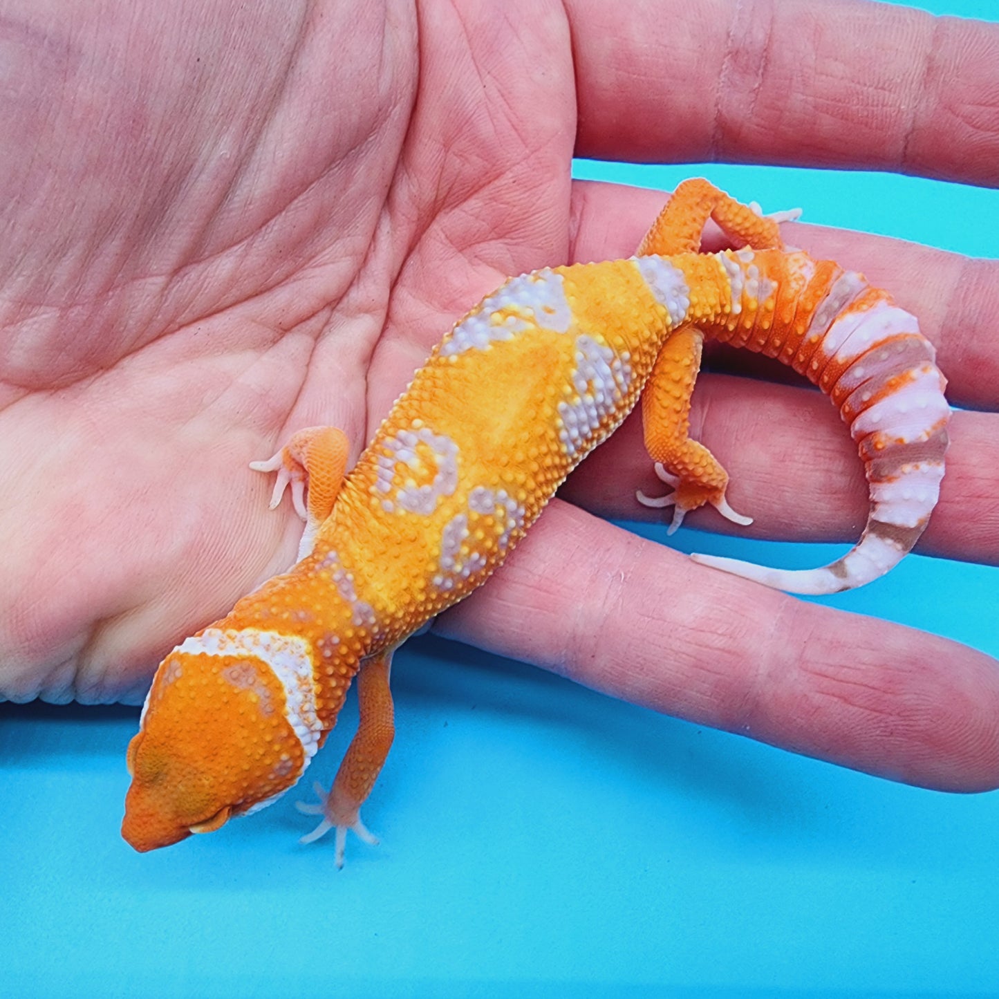Mandarin Inferno Hyper Xanthic Bold Jungle Tremper Albino *very clean, much nicer in person!*