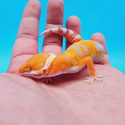 Mandarin Inferno Hyper Xanthic Bold Jungle Tremper Albino *very clean, much nicer in person!*