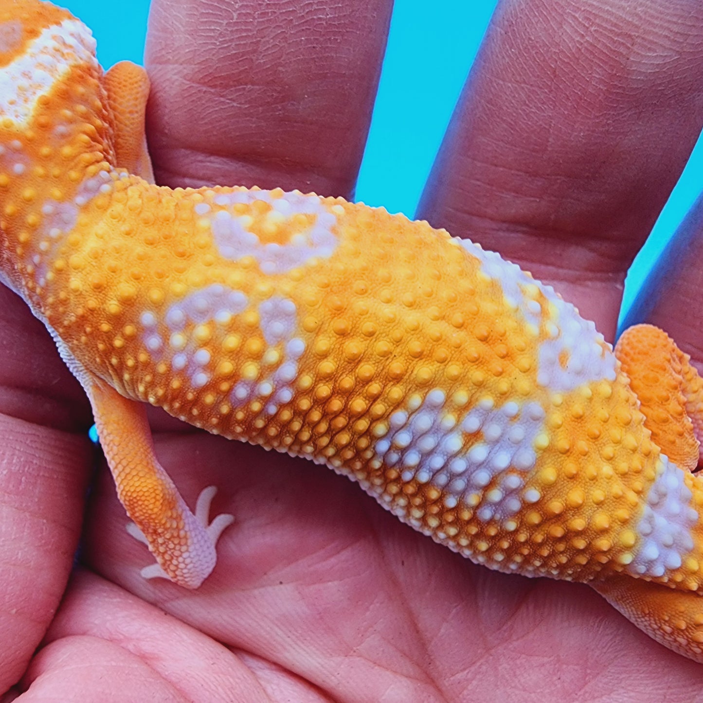 Mandarin Inferno Hyper Xanthic Bold Jungle Tremper Albino *very clean, much nicer in person!*