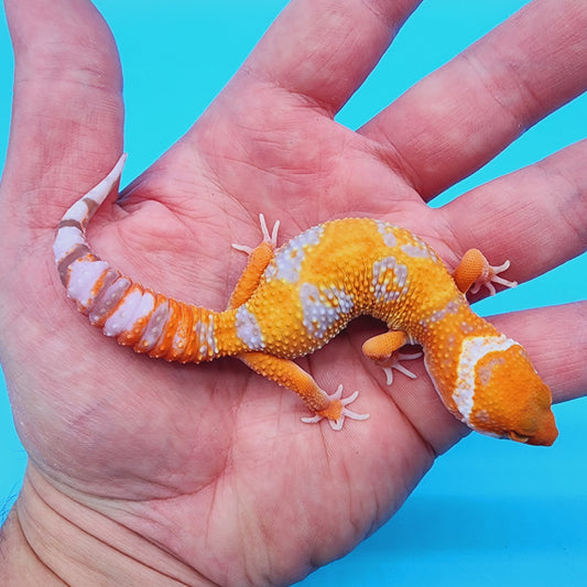 Mandarin Inferno Hyper Xanthic Bold Jungle Tremper Albino *very clean, much nicer in person!*