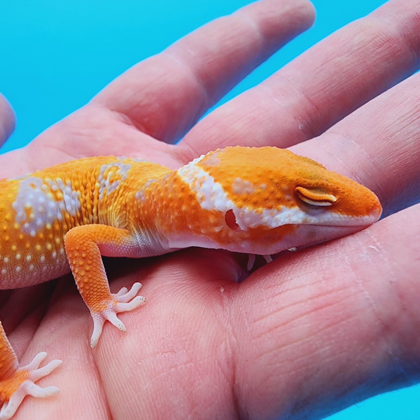 Mandarin Inferno Hyper Xanthic Bold Jungle Tremper Albino *very clean, much nicer in person!*