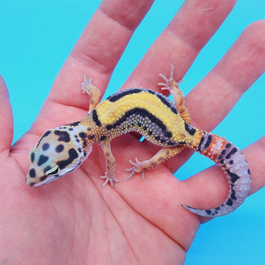 TBS 100% Het Tremper Albino