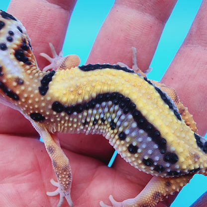 TBS 100% Het Tremper Albino