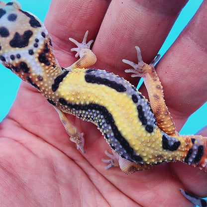 TBS 100% Het Tremper Albino