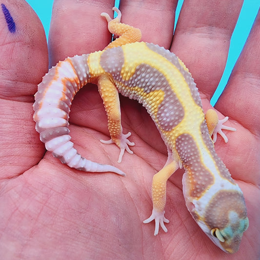 TBS Halloween Mask Bandit Highlighter White & Yellow Tremper Albino