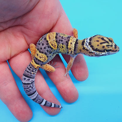 HOLDBACK - Text to get on waitlist