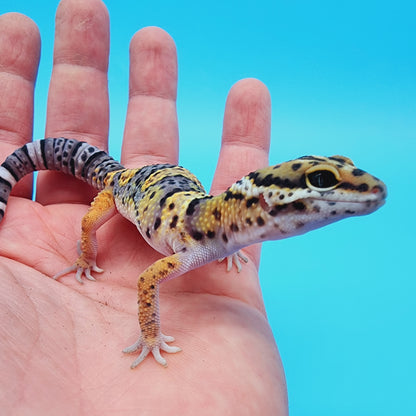 HOLDBACK - Text to get on waitlist