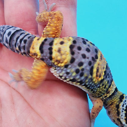 HOLDBACK - Text to get on waitlist