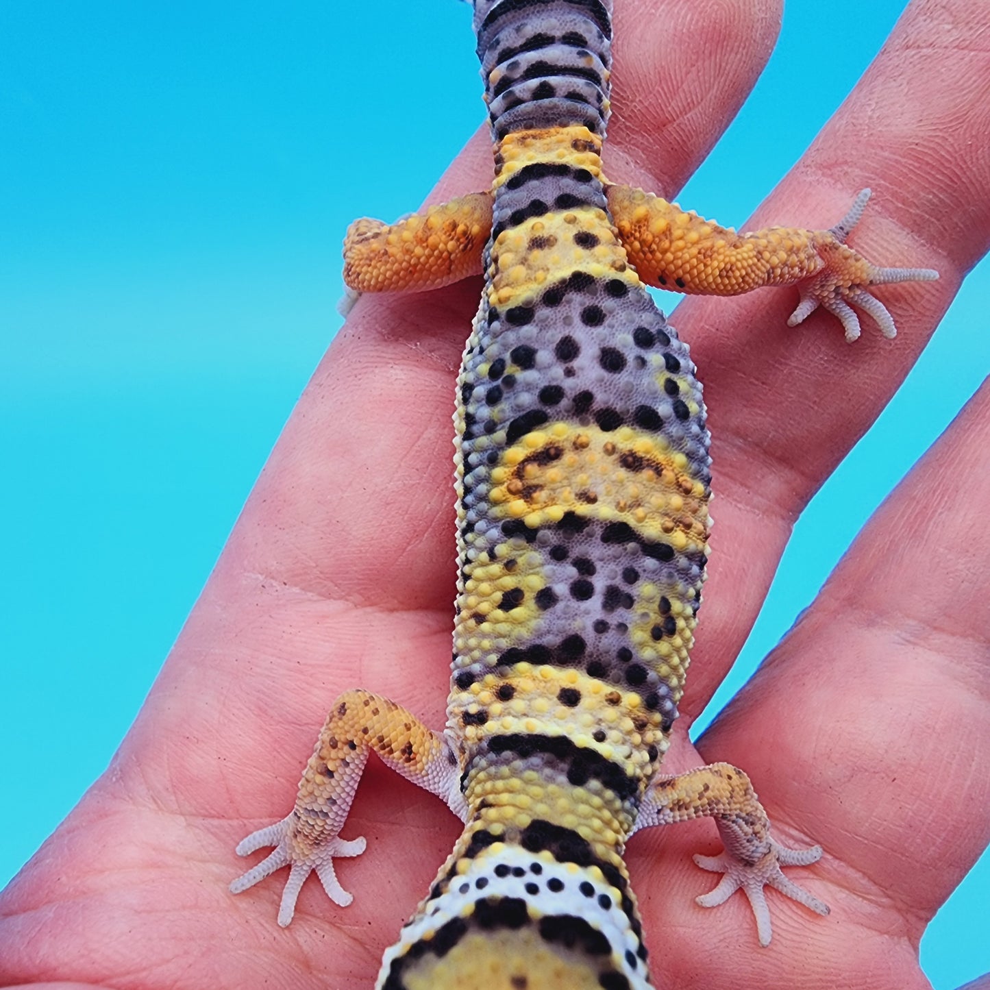 HOLDBACK - Text to get on waitlist