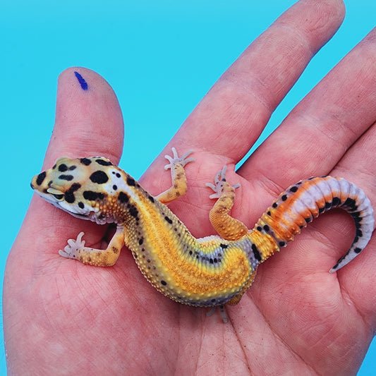 TBS Fire Bold Bandit Red Stripe 100% Het Tremper Albino